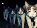 森野小猫被大哥爆料视频,揭秘背后惊人真相