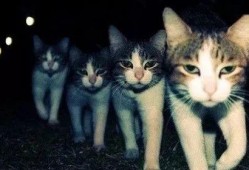森野小猫被大哥爆料视频,揭秘背后惊人真相